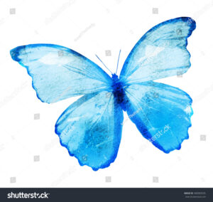 SH400983535 | Suns07butterfly | Watercolour Butterfly 3