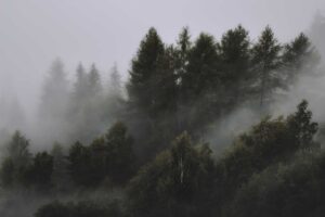 E0002 | Eberhard Grossgasteiger | Foggy forest