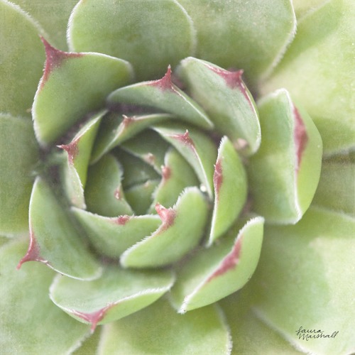W33278 | Laura Marshall | Garden Succulents II